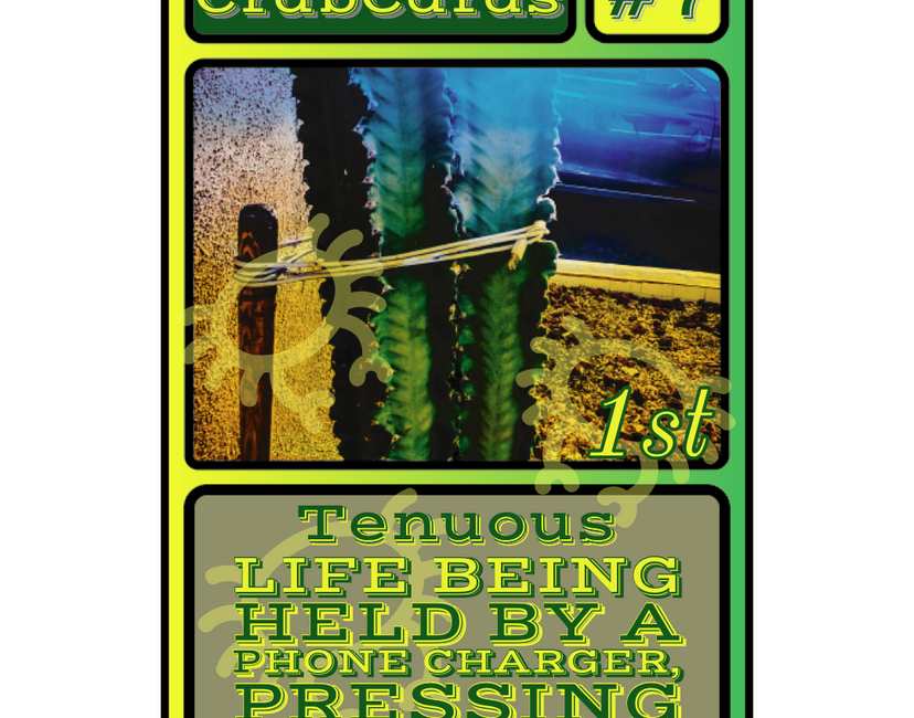 Nft Crab Cards #7