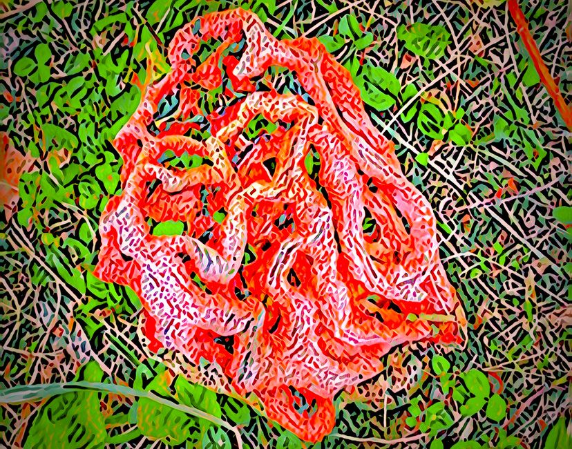 Nft Clathrus ruber