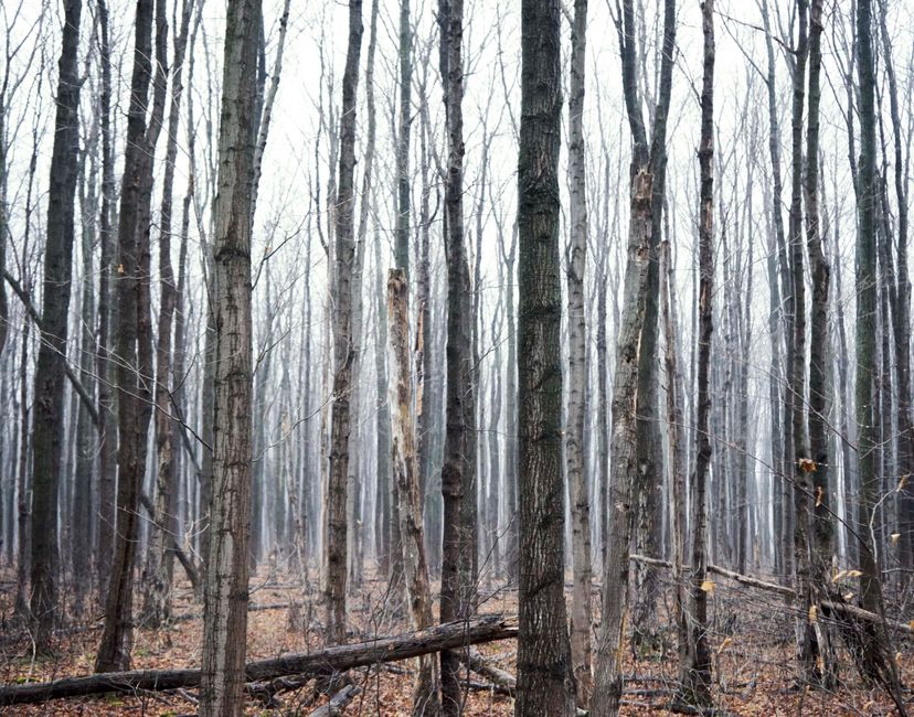 Nft Forests forever