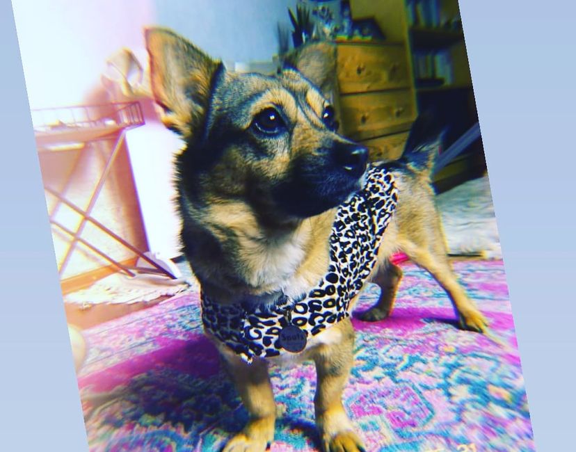 Nft Not-glitch Dog