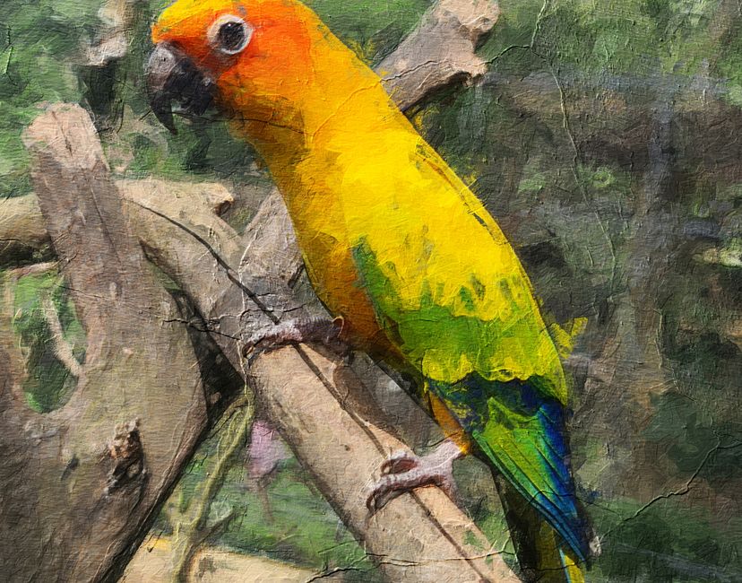 Nft Fly Sun Conure