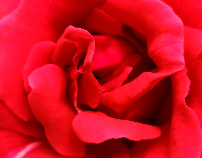 Nft MGBM Rose RAGE 2 of 5 