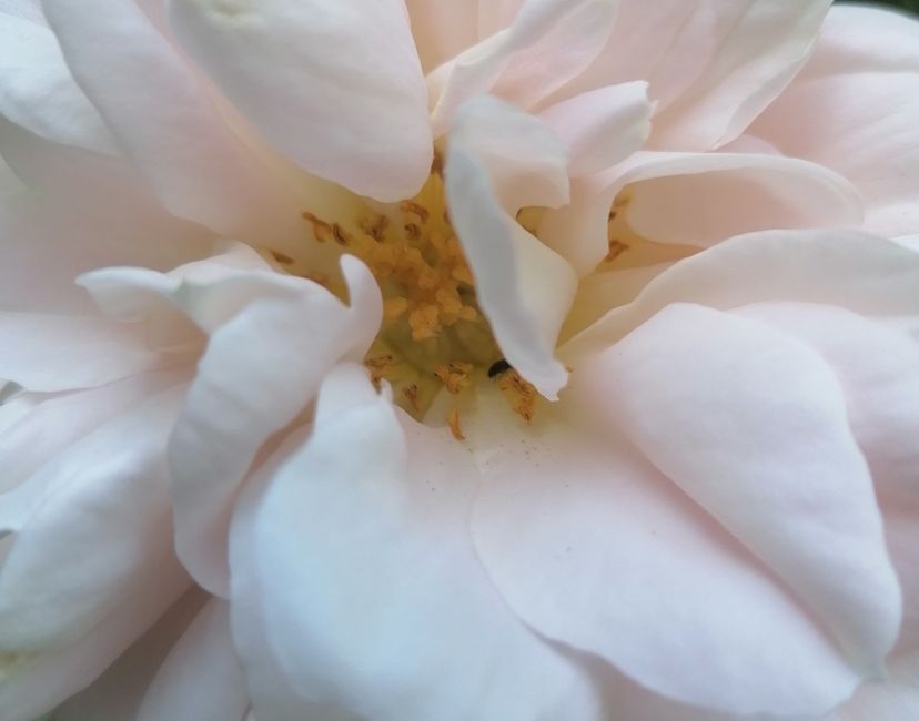 Nft MGBM Rose PEACE 3 of 5