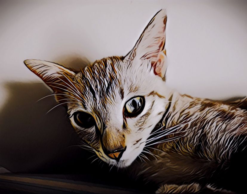 Nft Crypto The Cat - 01/01