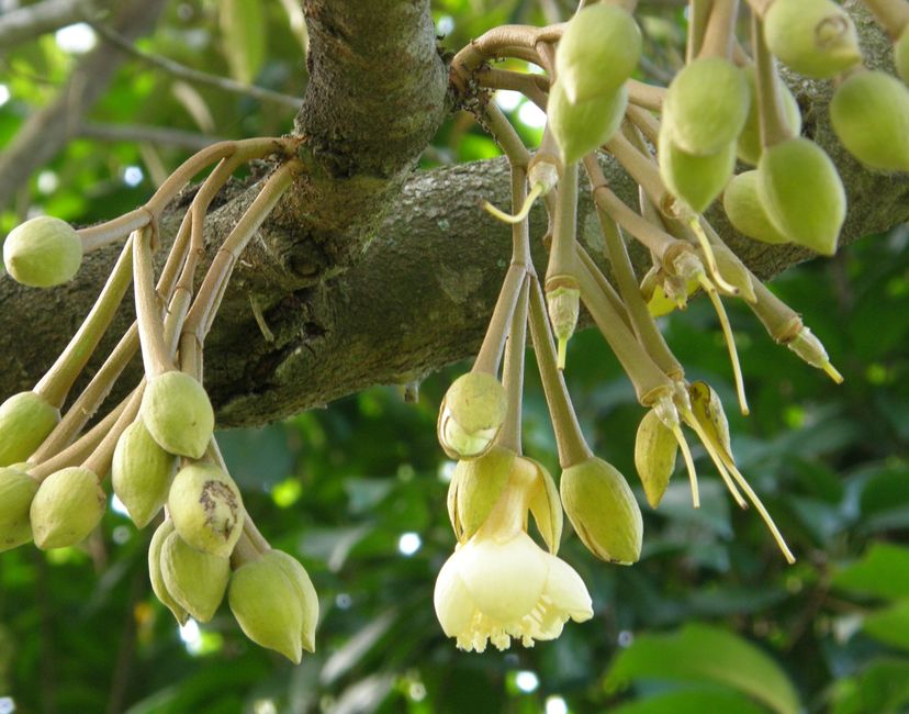 Nft Durian Buds and Flowers