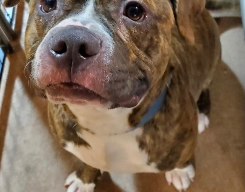 Nft Shelter Dogs #8
