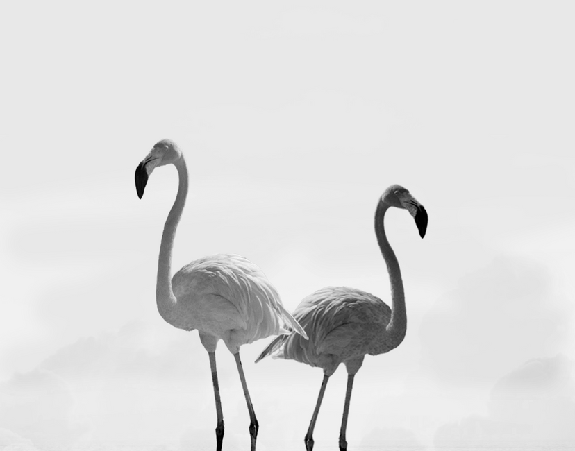 Nft Heaven Flamingos