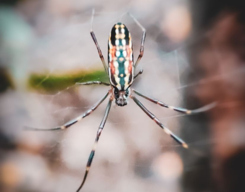 Nft SpiderMacro