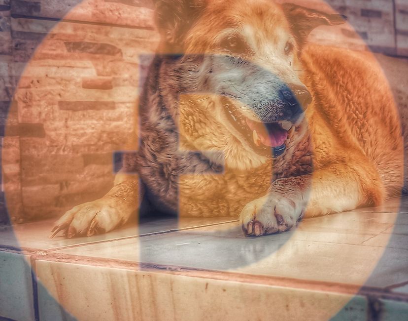 Nft DogeMarley