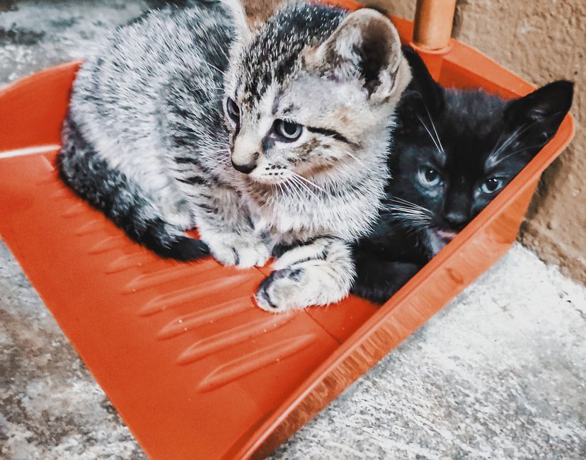 Nft SAVE the Cats