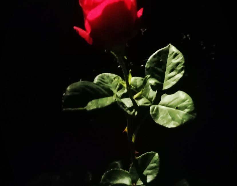 Nft MGBM ROSE Enter the Light 5of5