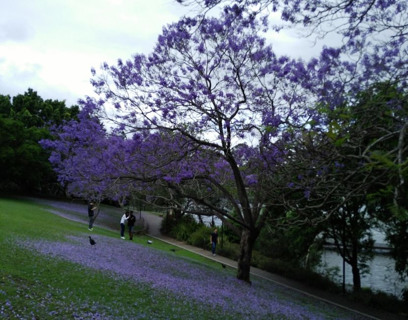 Nft Jacaranda