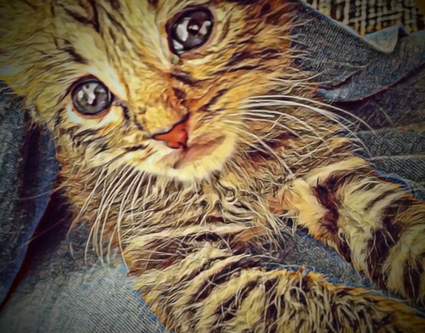 Nft BabySimon2Cats