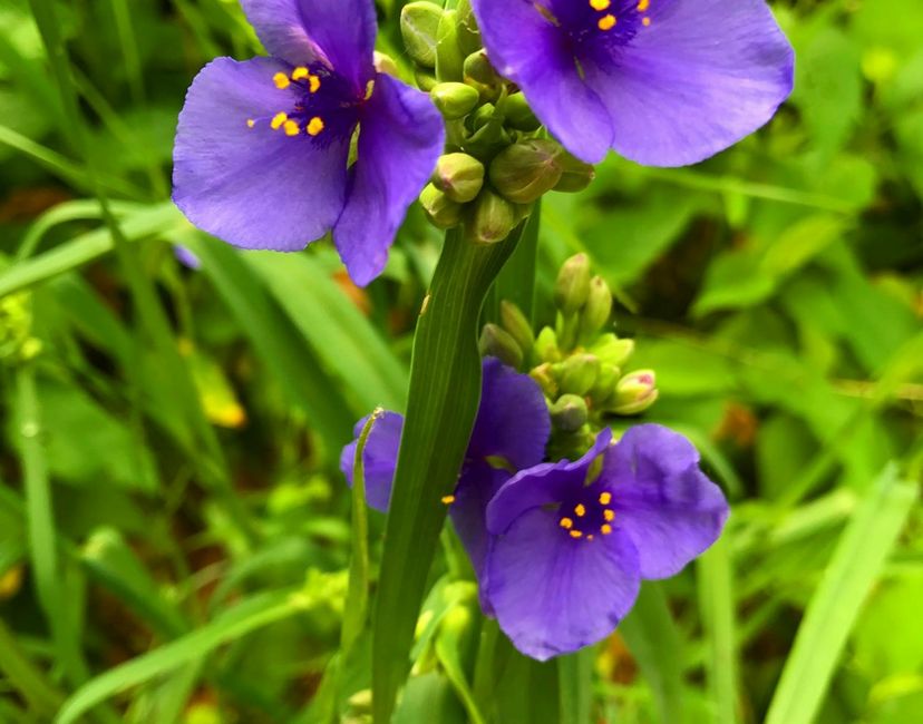 Nft The Flower