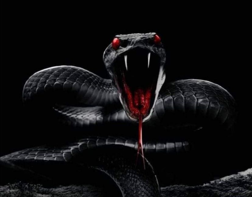 Nft Snake