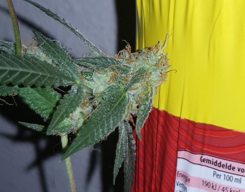 Nft Nft Kush