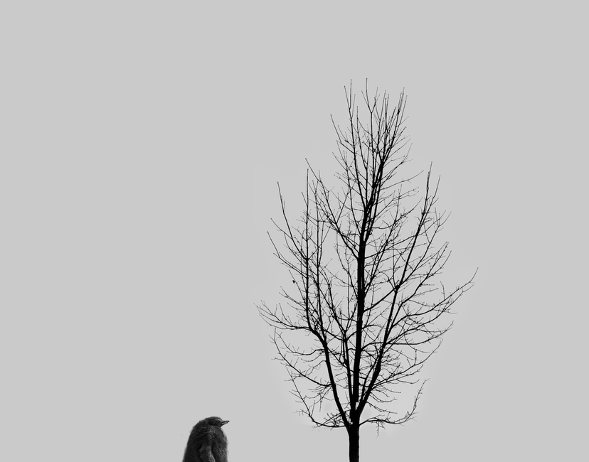 Nft Solitude