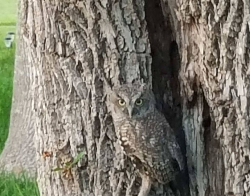 Nft Screech Owl