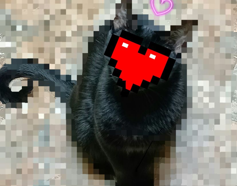 Nft Black Cat