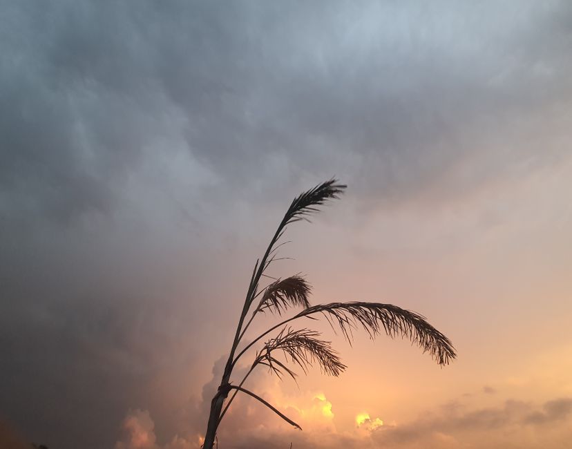 Nft #AG28* NATURE IN EVENING PAINT