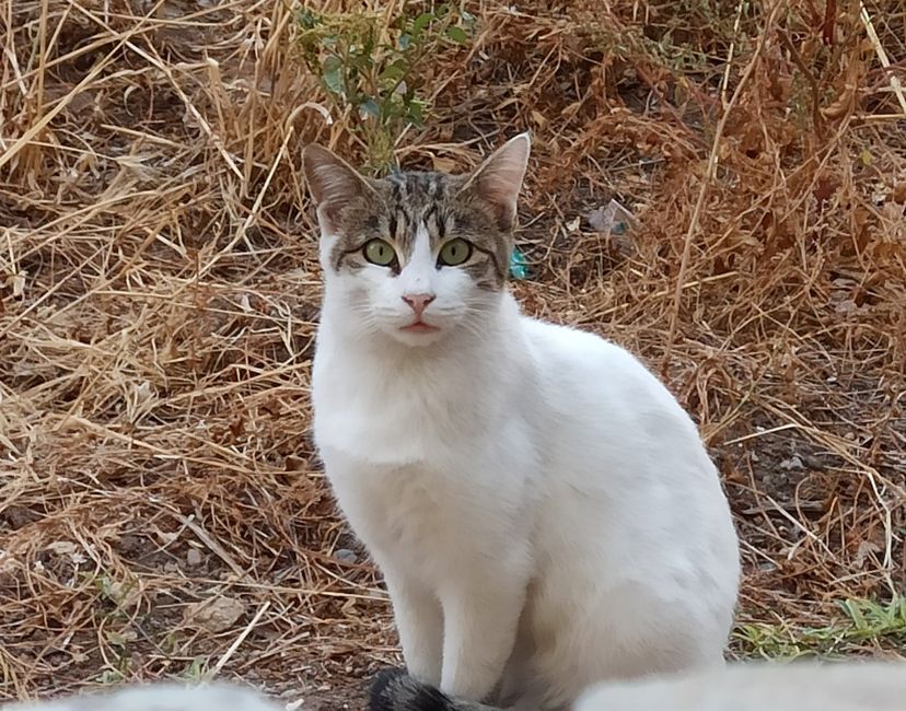 Nft cats #001