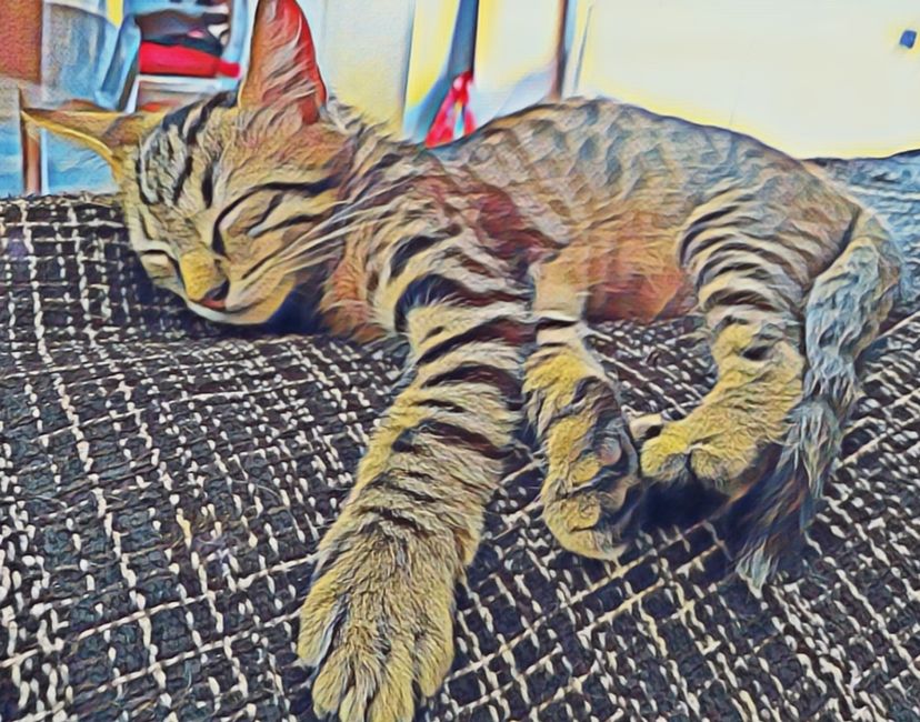 Nft BabySimon3Cats