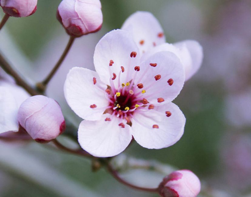 Nft SPRING FLOWERING ALMOND