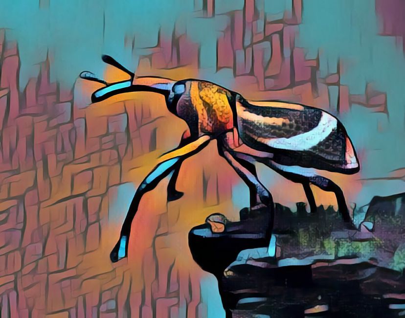 Nft Weevil Over the Void