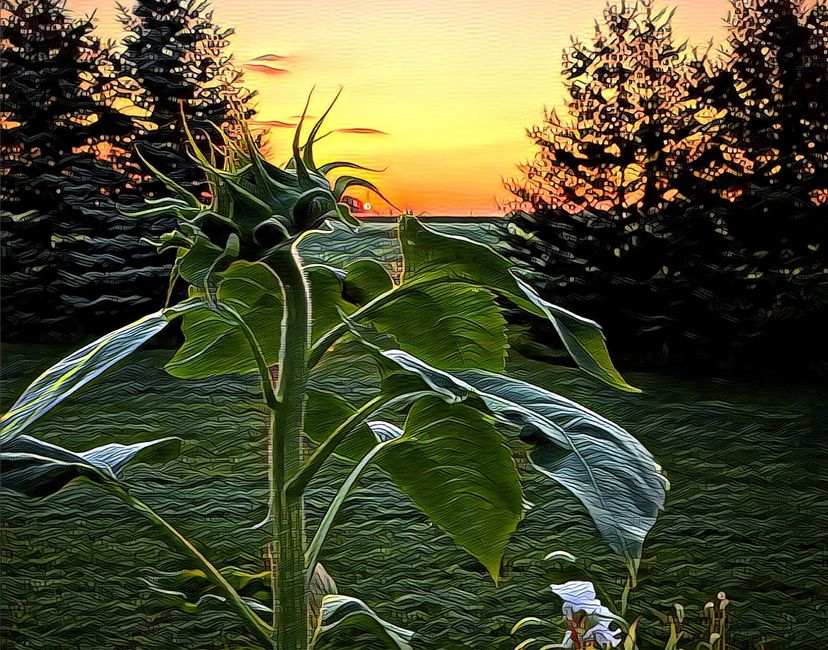 Nft Sunflower 