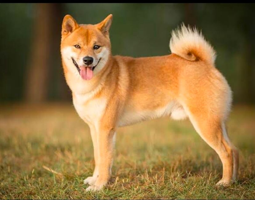 Nft SHIBA INU NFT
