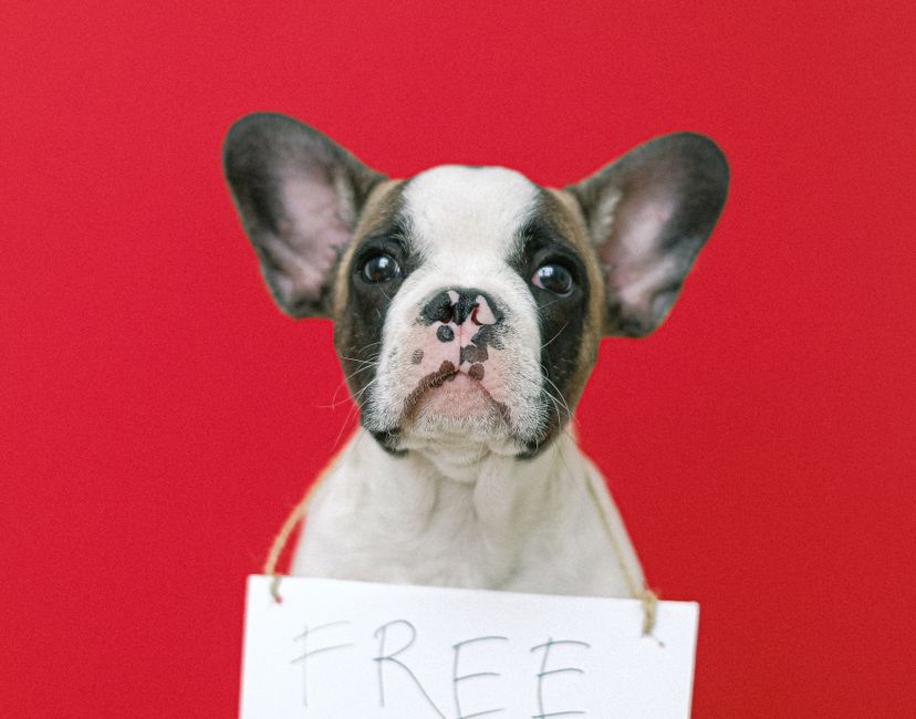 Nft The free kisses dog
