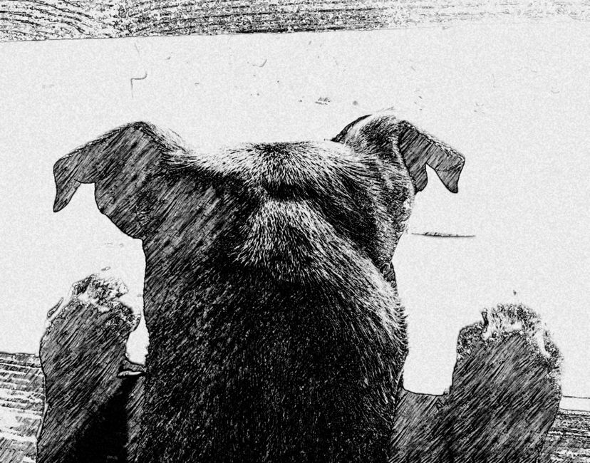 Nft PUPPY NFT