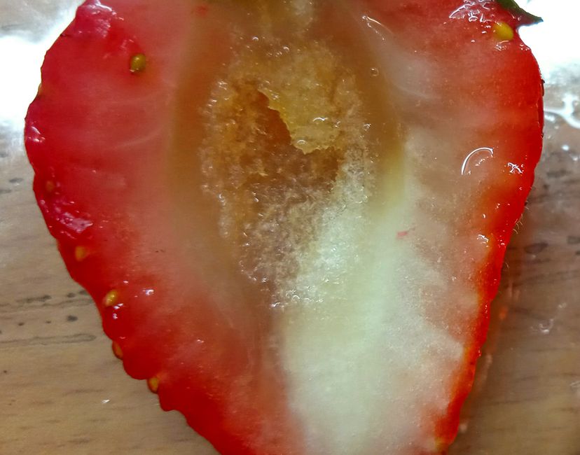 Nft ROTTEN strawberry