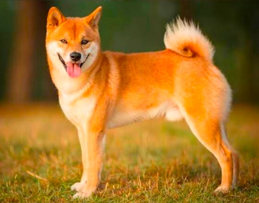 Nft SHIBA NFT RESERIES #3 