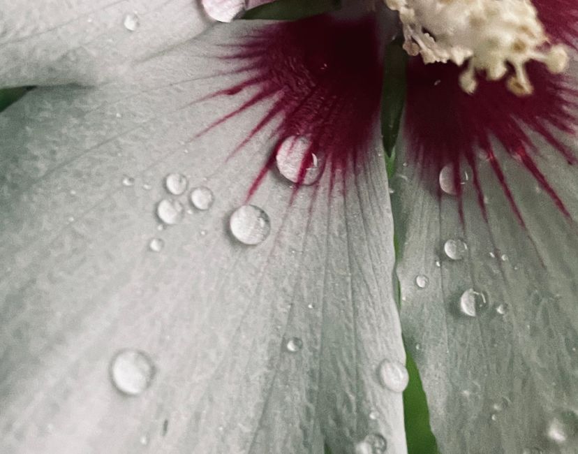 Nft Hibiscus Gems