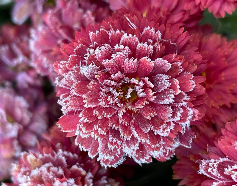 Nft Nubilous Infrigidated Mums X