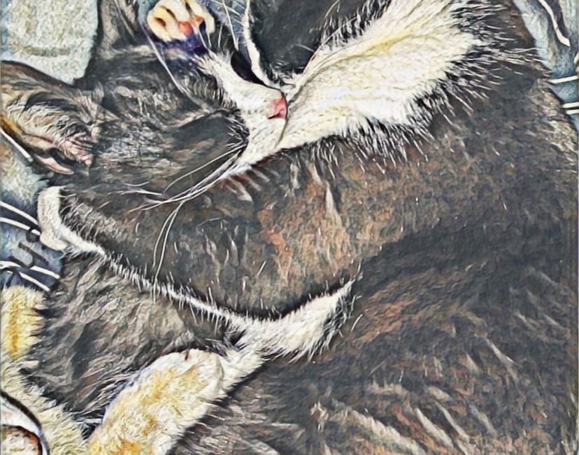 Nft Catlove