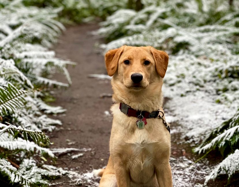 Nft Golden Puppy