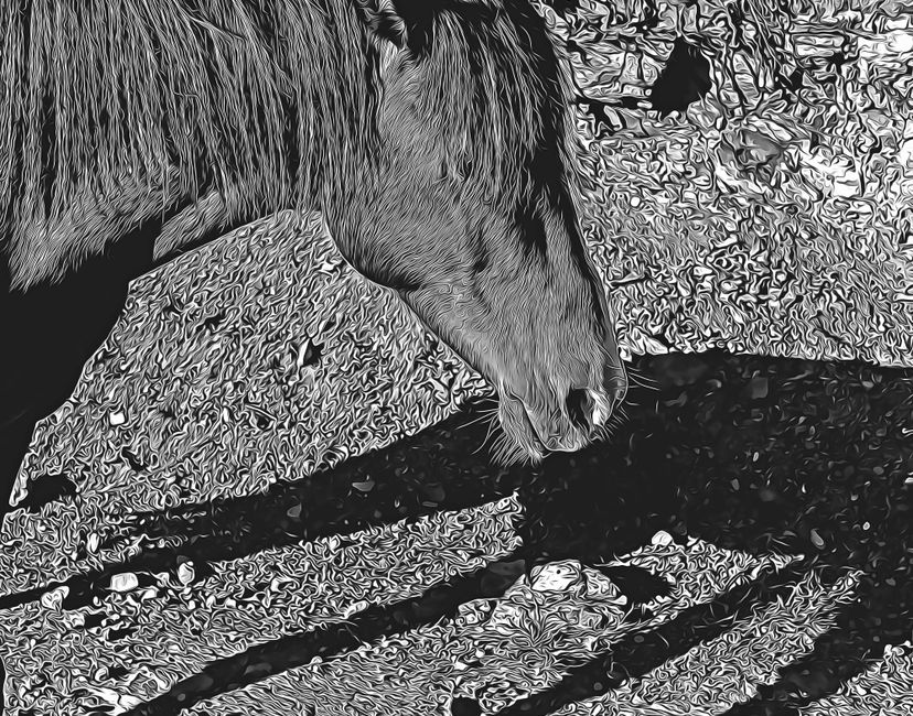 Nft HORSE_M.E