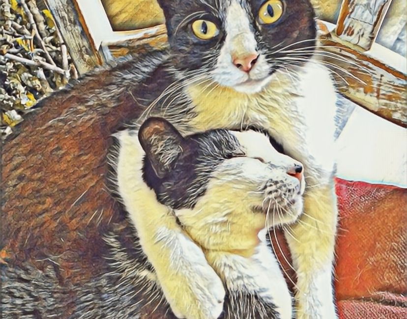 Nft Lucke&Simon06Cats